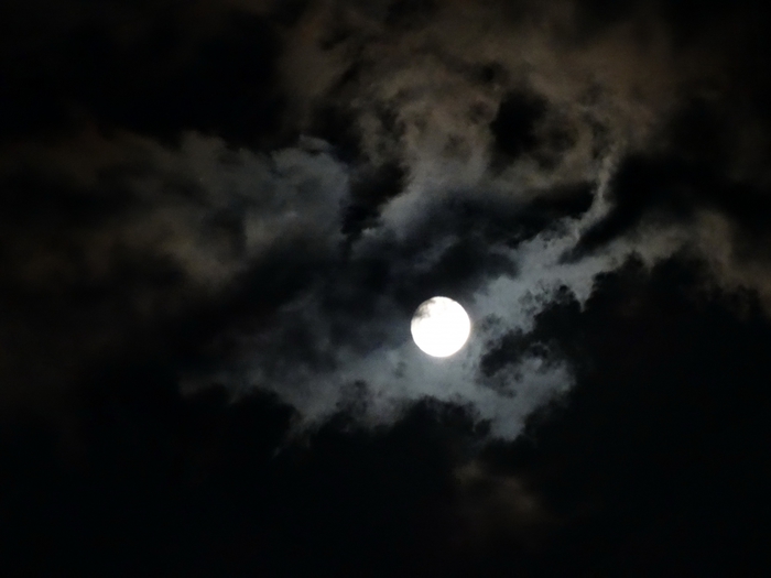 5559494_DSC08779 (700x525, 140Kb)