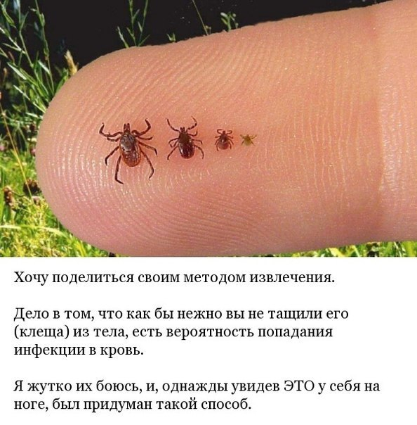 клещ1 (594x604, 246Kb)