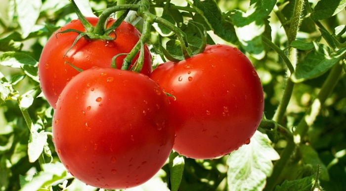 tomato (700x386, 109Kb)