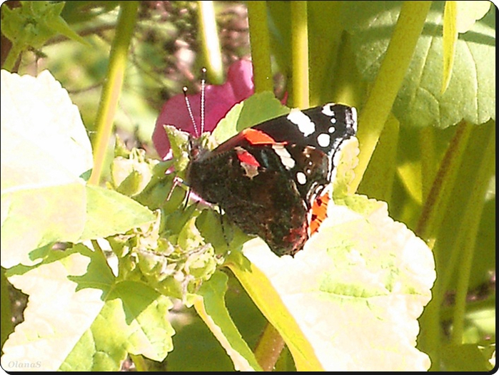  17 (3) (700x526, 419Kb)