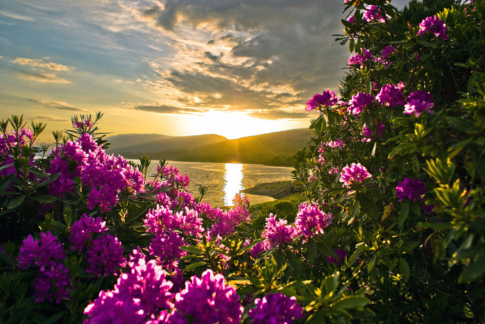 527007__pink-flowers-in-sunset_p (700x467, 533Kb)