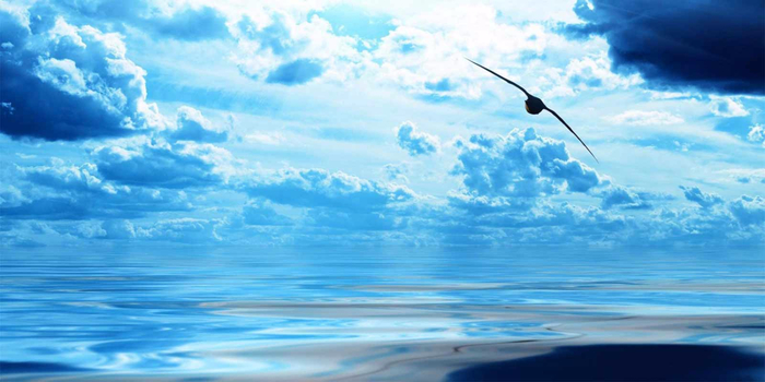 Bird-Ocean-1050x1680 (700x350, 269Kb)