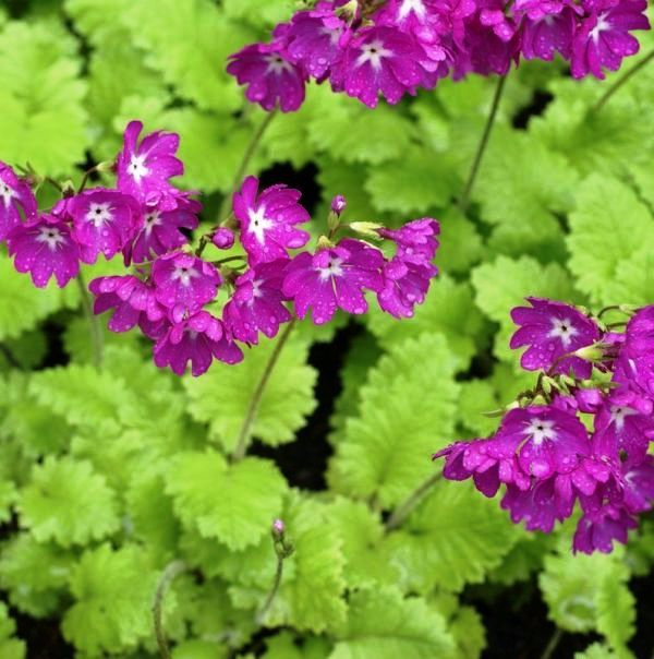 primula_sieboldii (600x604, 335Kb)