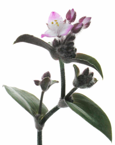 Tradescantia_blossfeldiana (399x500, 75Kb)