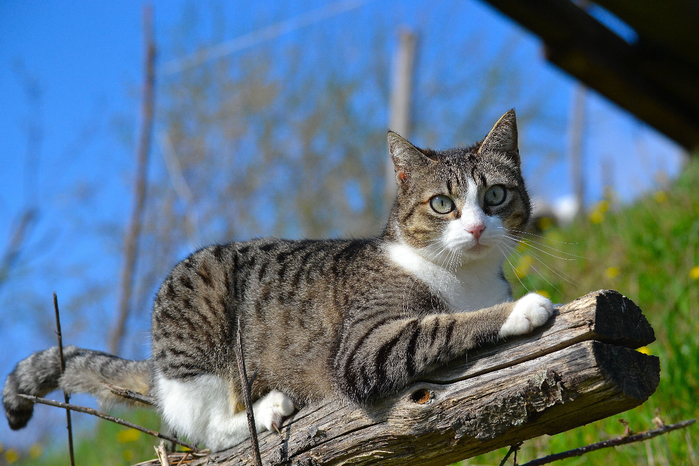 Котик в деревне фото