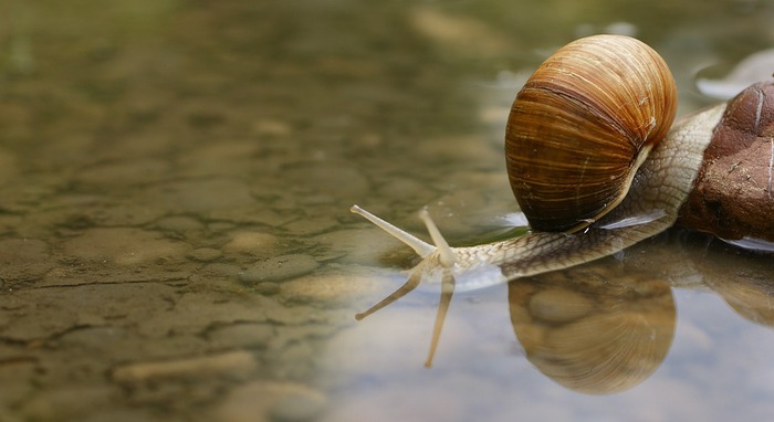 snail-187559_960_720 (700x382, 52Kb)
