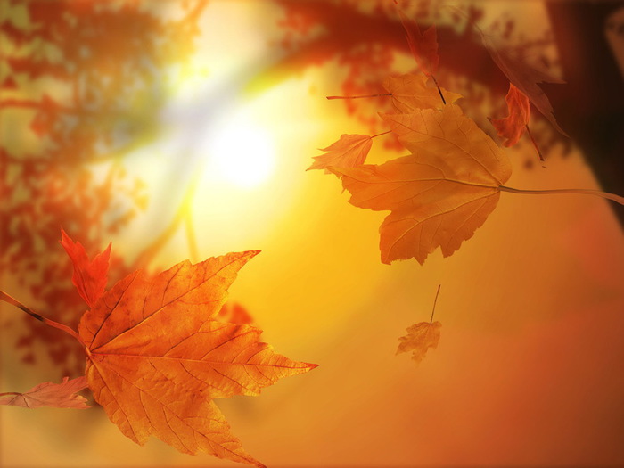 Nature___Seasons___Autumn_Sunny_Golden_autumn_108458_ (700x525, 73Kb)