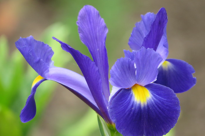 iris 05 (700x465, 59Kb)