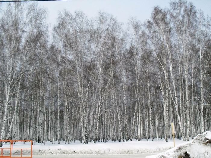 SDC10072 (700x525, 434Kb)