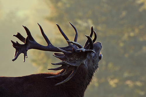 3734746_tumblr_lzm55d2hLu1qb97l0o1_500 (500x333, 83Kb)