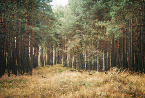 3734746_tumblr_m6c9pdbNZC1qeyov3o1_500 (500x338, 187Kb)