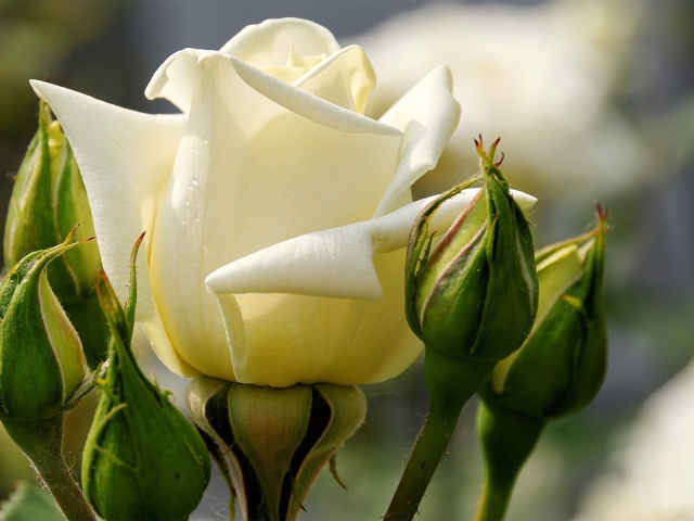 Nature___Flowers_White_rose_between_green_buds_103212_29 (640x480, 102Kb)