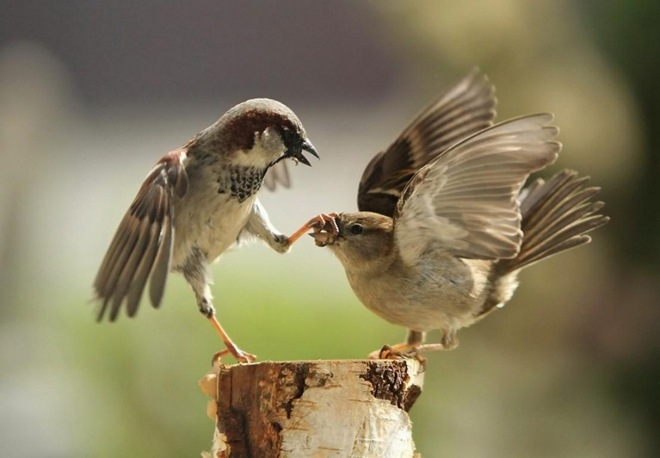 amazing_birds_32 (660x458, 179Kb)