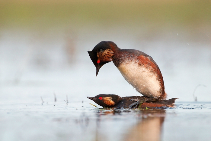 amazing_birds_04 (700x466, 275Kb)