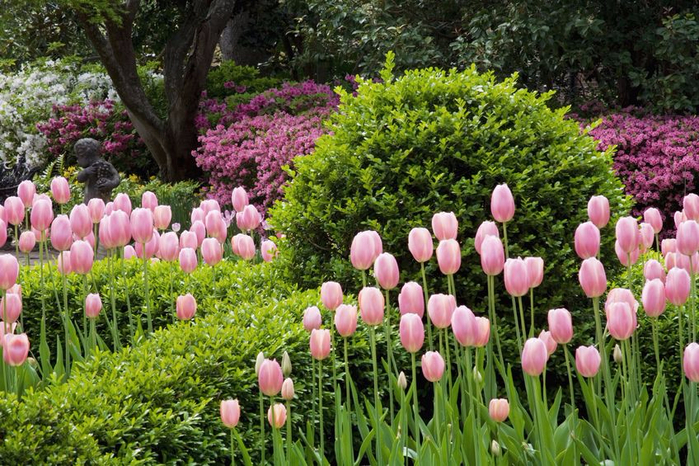 Piękne-ogrody-przy-Nathaniel-Russell-House-w-Charleston (700x466, 506Kb)