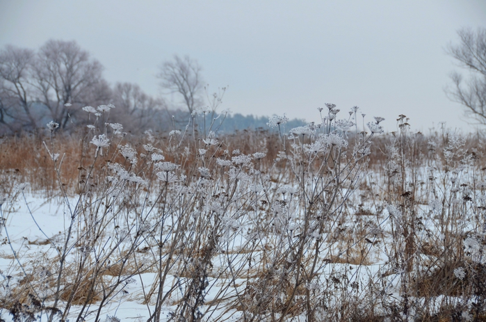 4150718_DSC_0221 (700x463, 276Kb)