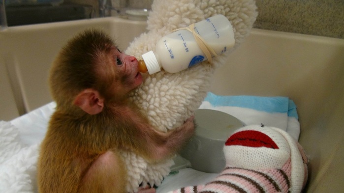 wpid-baby-monkey-with-cloth-and-bottle1 (1) (700x393, 240Kb)