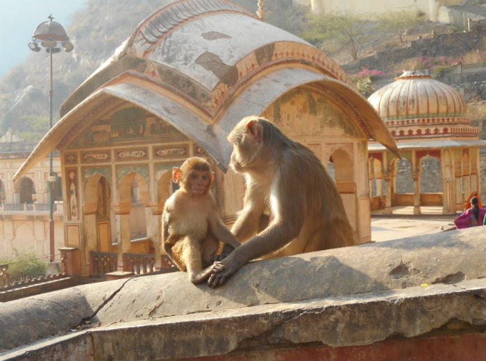 Храм Ханумана: священное место в Индии, где живут обезьяны