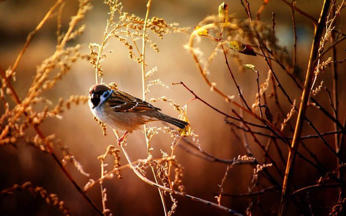 sparrow6 (700x437, 390Kb)