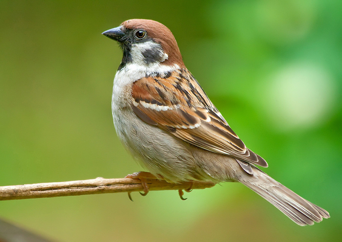 sparrow21 (700x495, 344Kb)