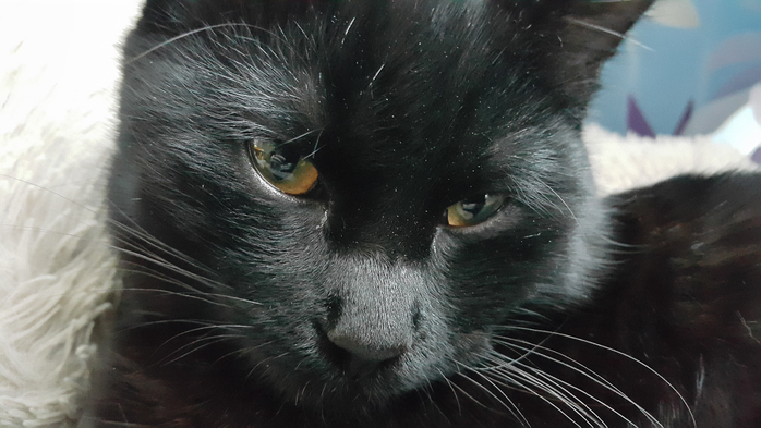 20151224_132634 (800x470, 262Kb)