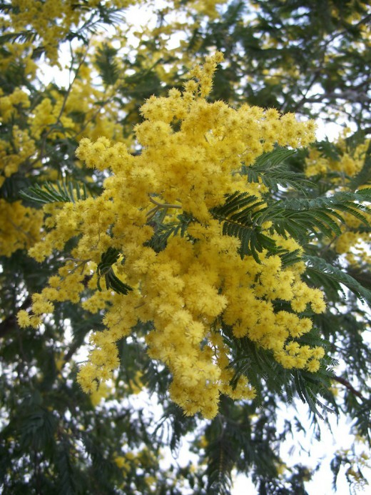 Mimosa1-520x693 (520x693, 434Kb)