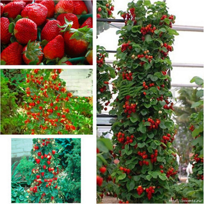 Giant Climbing Strawberry Seeds & Rare Color Strawberry Fruit seeds home Garden DIY for bonsai 20pcs/5863438_GiantClimbingStrawberrySeedsRareColorStrawberryFruitseedshomeGardenDIYforbonsai20pcs3_1_ (700x700, 356Kb)