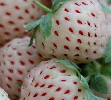 Giant Climbing Strawberry Seeds & Rare Color Strawberry Fruit seeds home Garden DIY for bonsai 20pcs/5863438_GiantClimbingStrawberrySeedsRareColorStrawberryFruitseedshomeGardenDIYforbonsai20pcs7 (379x342, 89Kb)