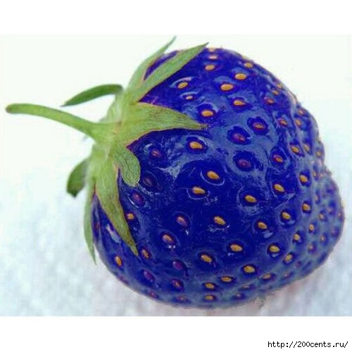 Giant Climbing Strawberry Seeds & Rare Color Strawberry Fruit seeds home Garden DIY for bonsai 20pcs/5863438_GiantClimbingStrawberrySeedsRareColorStrawberryFruitseedshomeGardenDIYforbonsai20pcs9 (500x500, 102Kb)