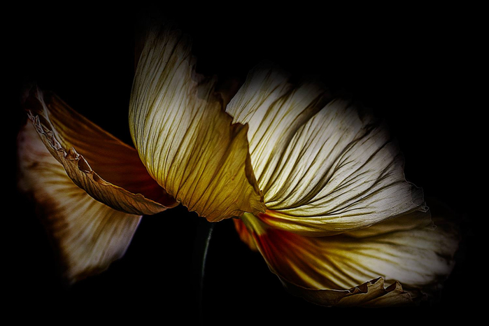 Christine Ellger Tutt'Art@ (107) (700x466, 206Kb)