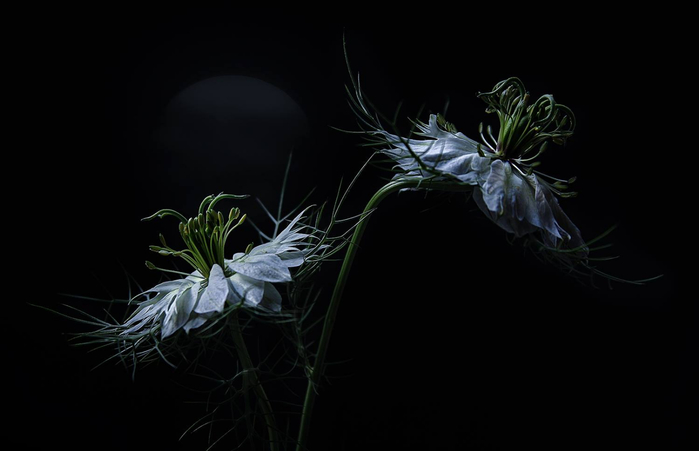 Christine Ellger Tutt'Art@ (105) (700x451, 115Kb)