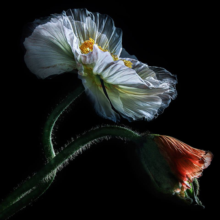 Christine Ellger Tutt'Art@ (38) (700x700, 258Kb)