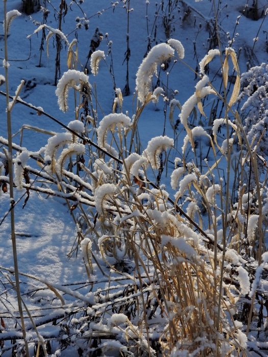 5559494_DSCN5697 (525x700, 361Kb)