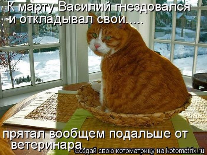 Кошки | Записи в рубрике Кошки | Дневник Gania : LiveInternet - Российский Сервис Онлайн-Дневников