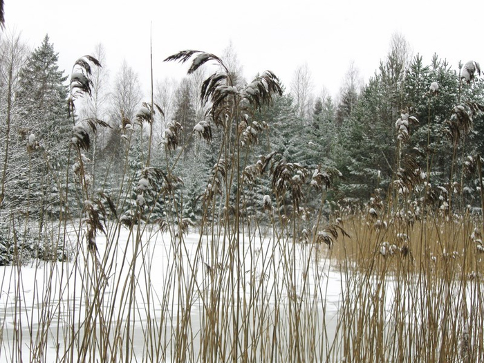 aaa spring 034 (700x525, 414Kb)