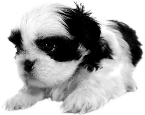 11695652-puppy-shih-tzu (480x380, 146Kb)