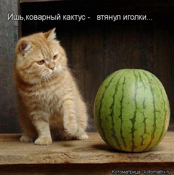 https://img0.liveinternet.ru/images/attach/c/11/128/450/128450638_2261555991.jpg