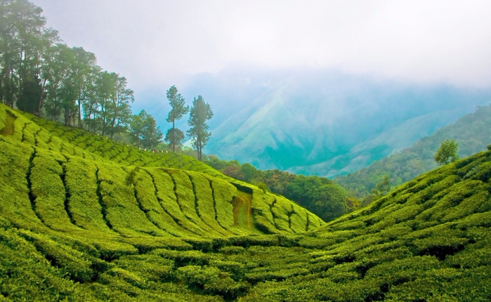 9761860-R3L8T8D-1000-Tea-plantation-in-India (700x430, 364Kb)