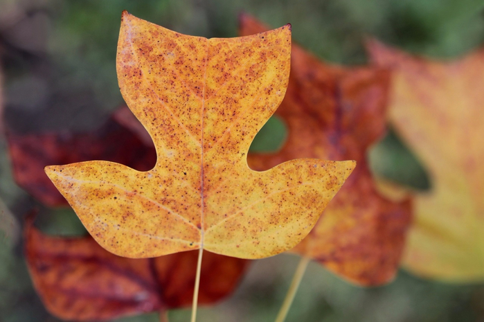 Autumn_Closeup_445474 (700x465, 313Kb)