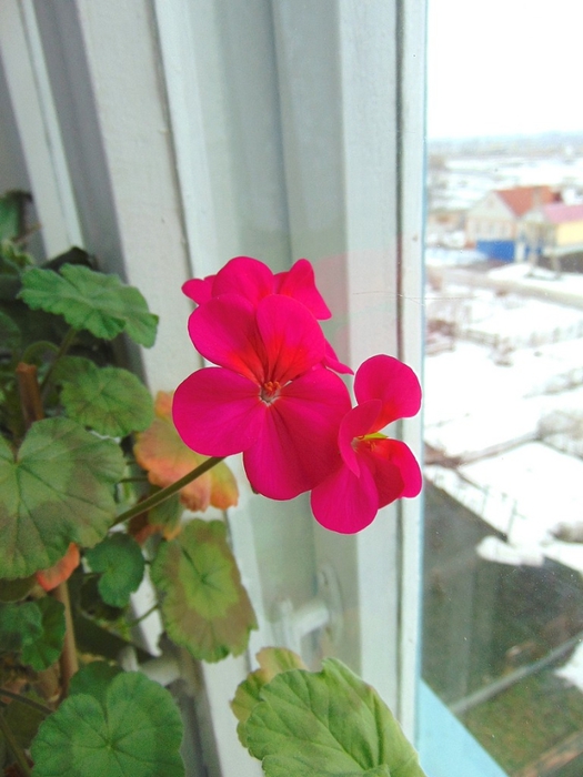 DSC02908 (525x700, 220Kb)