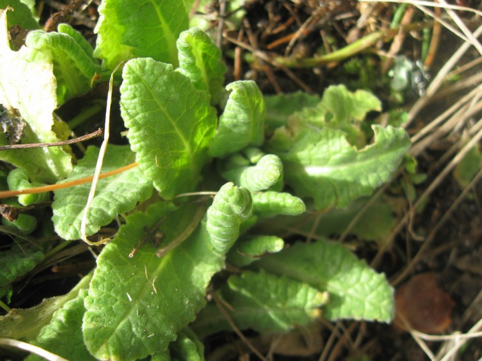 d spring 033 (700x525, 398Kb)