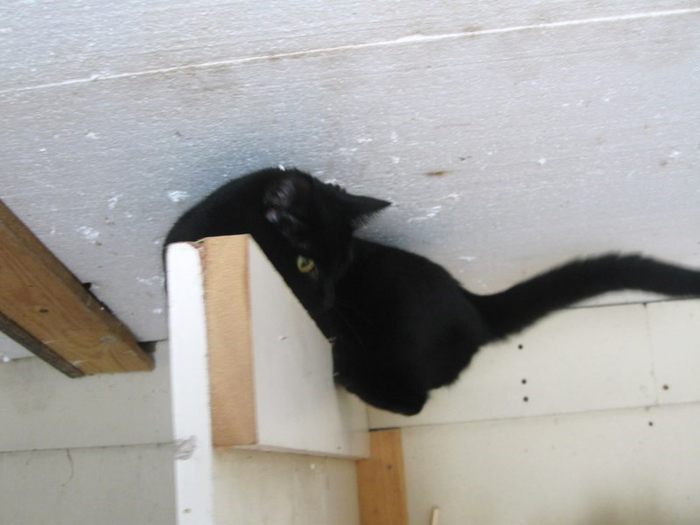 d spring 024 (700x525, 232Kb)