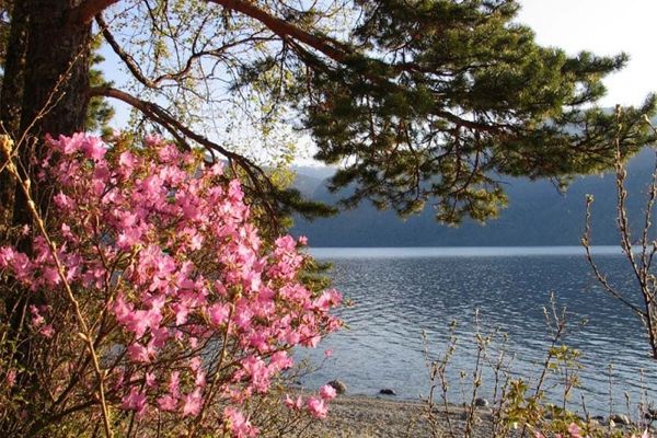 3571750_Cvetyshii_Baikal_JPG (600x400, 82Kb)