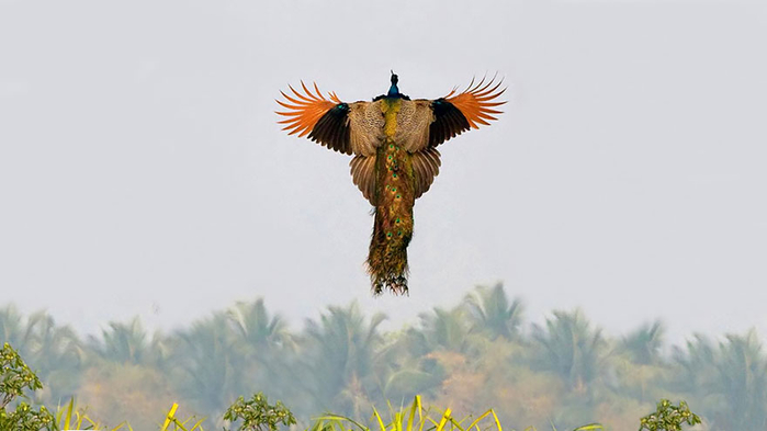 flying-peacock-4 (700x393, 142Kb)