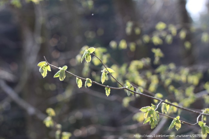 IMG_0950 (700x466, 126Kb)