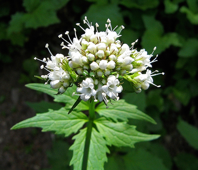 valeriana (640x549, 290Kb)