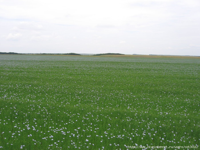 IMG_0224 (700x525, 246Kb)
