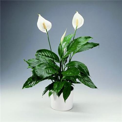 5873111_Spathiphyllum2014 (500x500, 26Kb)