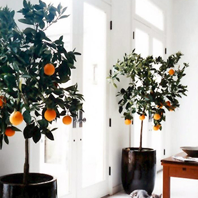 PageImage-492245-4496877-indoorcitrus1 (640x640, 453Kb)