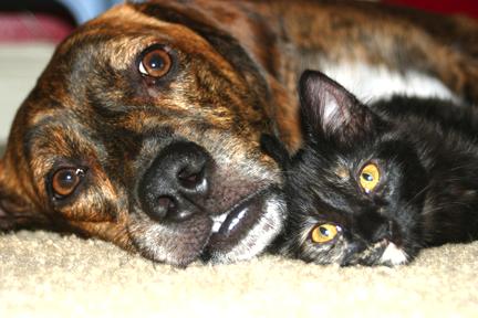 dog_cat (432x288, 26 Kb)